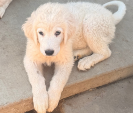 709657634 Pippin & Electra Litter 5/26