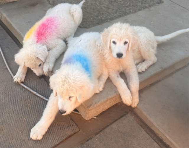 4060820271 Available Maremma Puppies