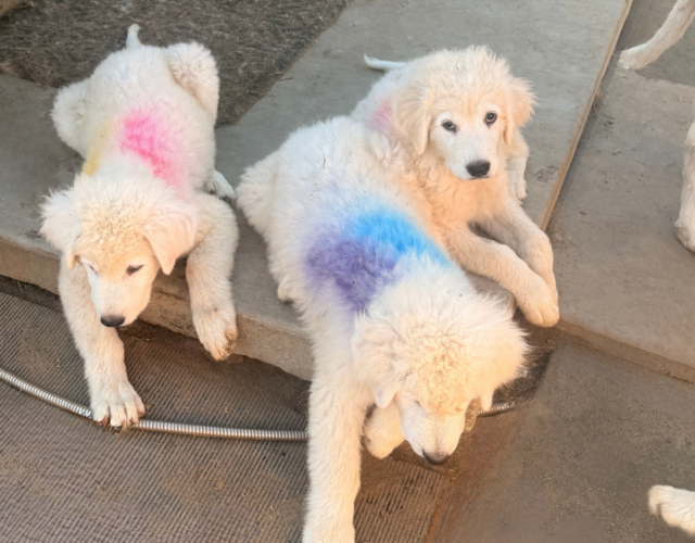 2381389929 Available Maremma Puppies