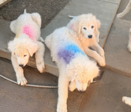 2503082413 Pippin & Electra Litter 5/26