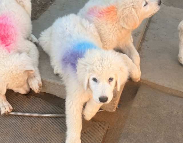 1145422848 Available Maremma Puppies