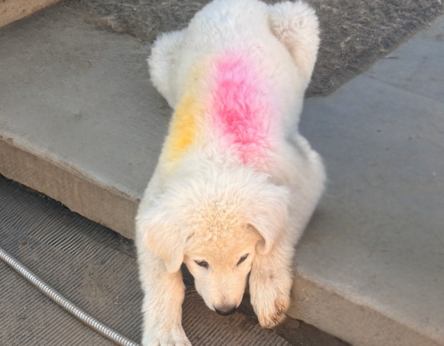 1853741961 Available Maremma Puppies