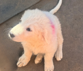 3803057648 Pippin & Electra Litter 5/26