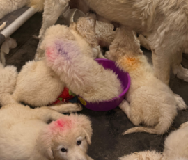 103564559 Pippin & Nova Litter 5/26