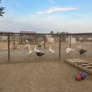 633958917 Inside Our Maremma Puppy Program