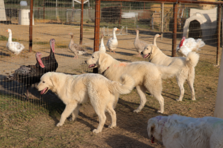 878352898 Inside Our Maremma Puppy Program