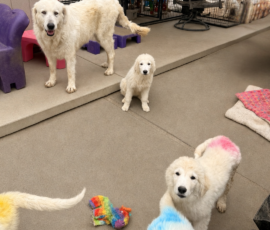 2691295393 Pippin & Nova Litter 5/26