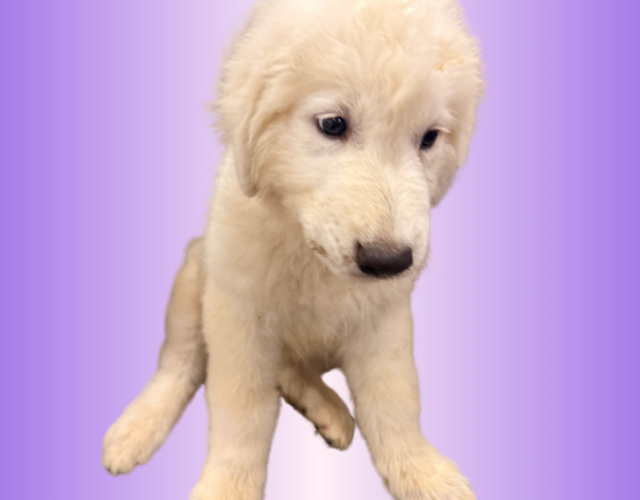 1739184193 Available Maremma Puppies