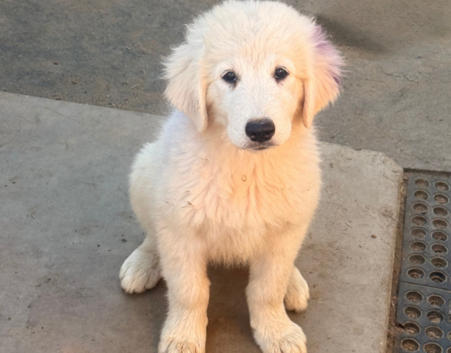1239464565 Available Maremma Puppies