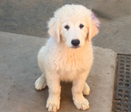 3542352682 Pippin & Electra Litter 5/26