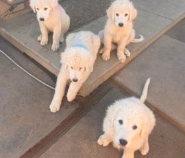 1012038383 Pippin & Electra Litter 5/26