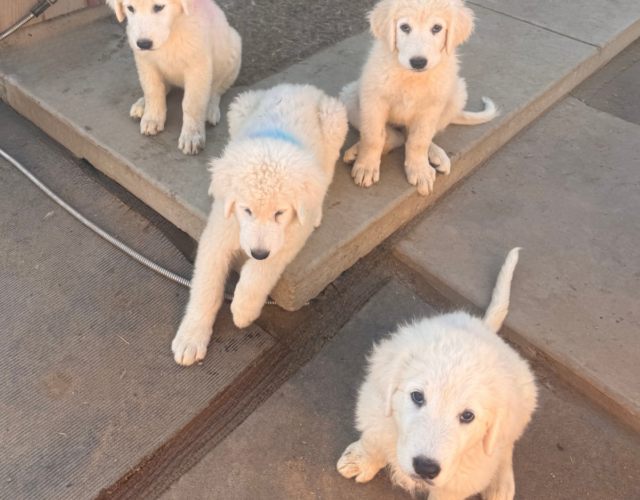 692337972 Available Maremma Puppies