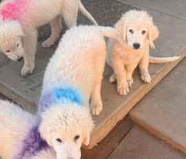 1928244844 Pippin & Electra Litter 5/26