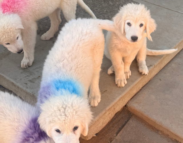 1996100766 Available Maremma Puppies
