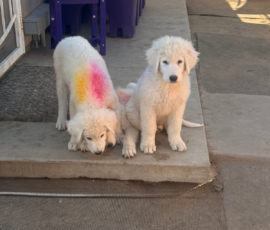 3128664886 Pippin & Electra Litter 5/26