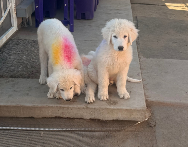 3609855383 Available Maremma Puppies