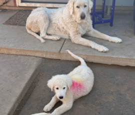 2610163702 Pippin & Electra Litter 5/26