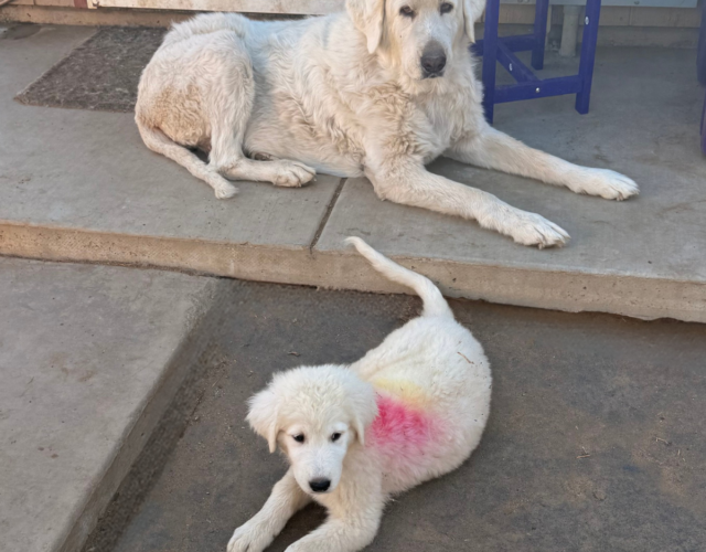 478061570 Available Maremma Puppies