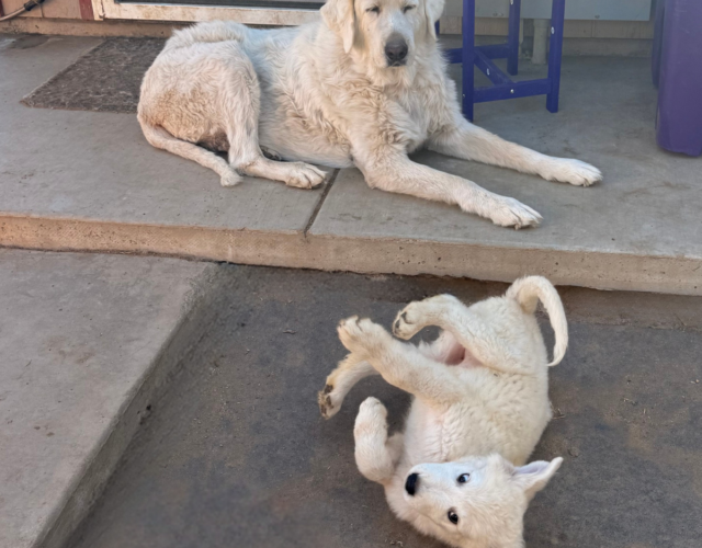 1441446183 Available Maremma Puppies