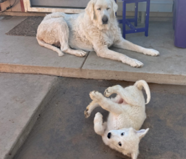 3303907339 Pippin & Electra Litter 5/26