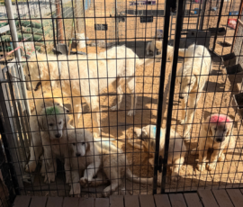 3893361556 Pippin & Nova Litter 5/26
