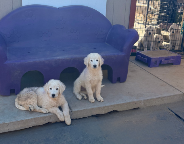 2793433660 Available Maremma Puppies