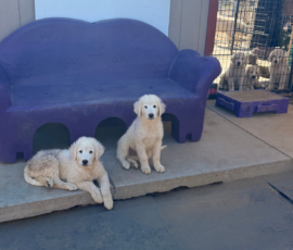 3036029795 Pippin & Electra Litter 5/26