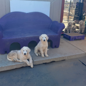 3176246573 Inside Our Maremma Puppy Program