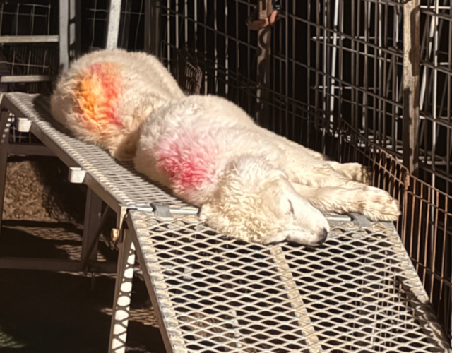156863669 Available Maremma Puppies