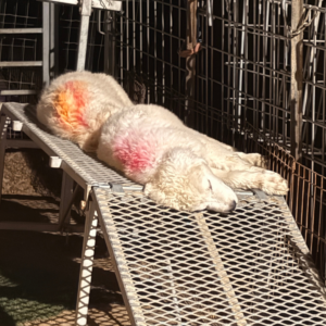 1653377347 Inside Our Maremma Puppy Program