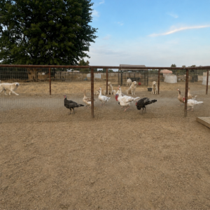 1717671612 Inside Our Maremma Puppy Program