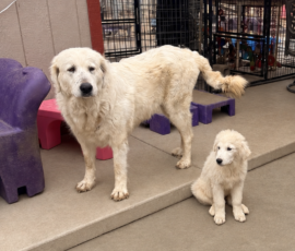 3844640938 Pippin & Nova Litter 5/26