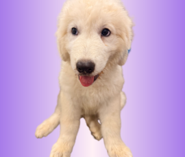 755140462 Pippin & Electra Litter 5/26