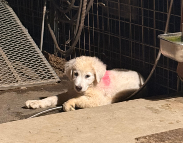 1646001183 Available Maremma Puppies