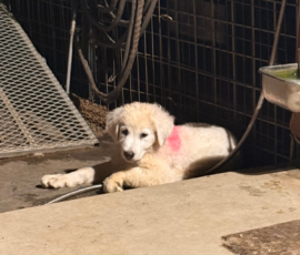 370597254 Pippin & Electra Litter 5/26