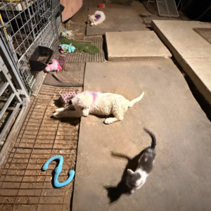 2067987930 Inside Our Maremma Puppy Program