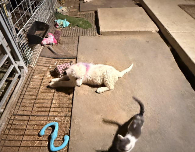 3369586123 Available Maremma Puppies