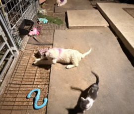 652894869 Pippin & Electra Litter 5/26