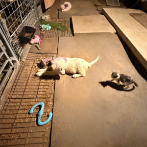 2719312894 Inside Our Maremma Puppy Program