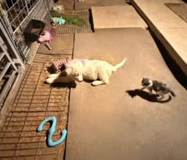4290639025 Pippin & Electra Litter 5/26