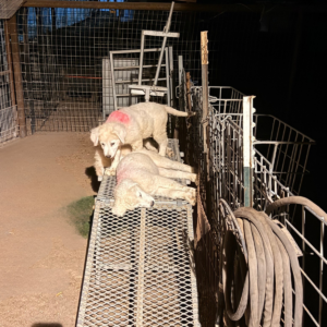 114628236 Inside Our Maremma Puppy Program