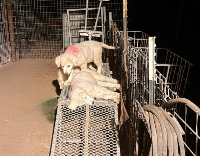 3574584567 Available Maremma Puppies