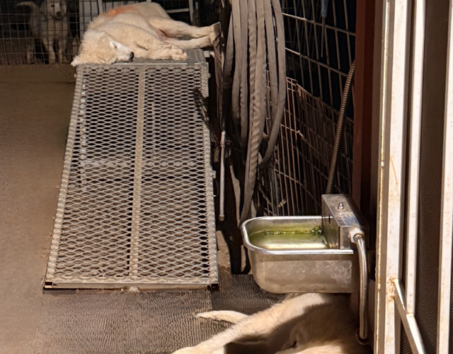 3904082398 Available Maremma Puppies