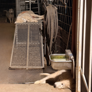 721311349 Inside Our Maremma Puppy Program