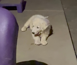 1460326943 Pippin & Electra Litter 5/26
