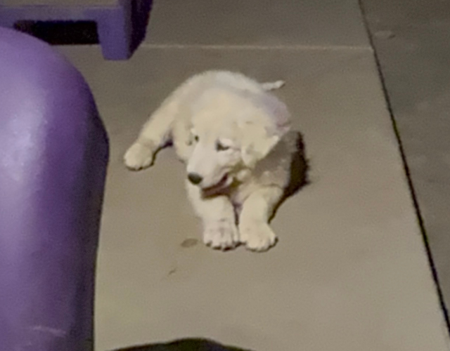 3924288614 Available Maremma Puppies