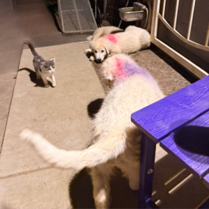 967938570 Inside Our Maremma Puppy Program