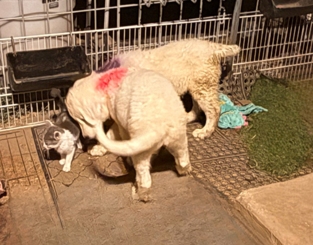 3019940940 Available Maremma Puppies