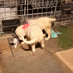 3510100082 Inside Our Maremma Puppy Program