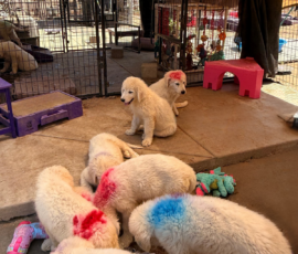 891541899 Pippin & Nova Litter 5/26